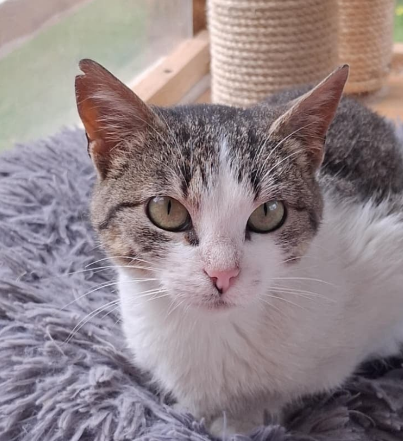 Lia - Fundación Criollos de la Montaña